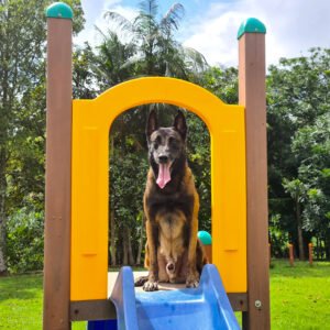 Play Pet Agility Krenke